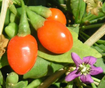 Goji Berries with flower