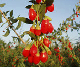 Goji Berries